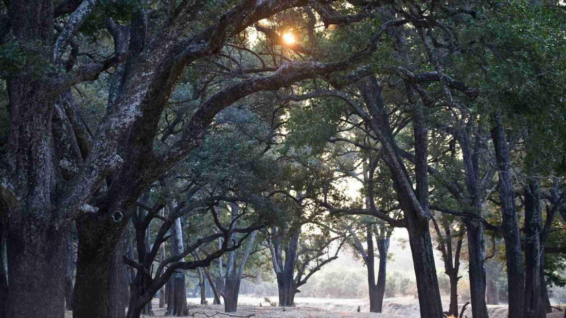 ¿Por qué se llama árbol del millón de dólares al árbol de ébano?