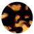 Schildpad Kleur Icoon